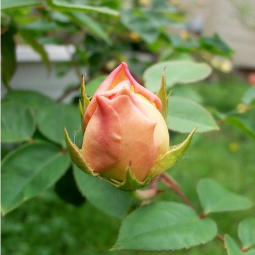 Rosa Evelyn - roz - Trandafir copac cu trunchi înalt - cu flori tip trandafiri englezești - coroană tufiș
